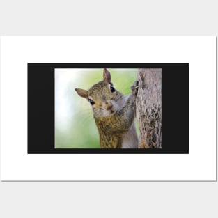 Staring Contest with a Squirrel Posters and Art